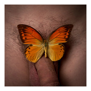 Papillon (1), 2024, Alexander Courtman