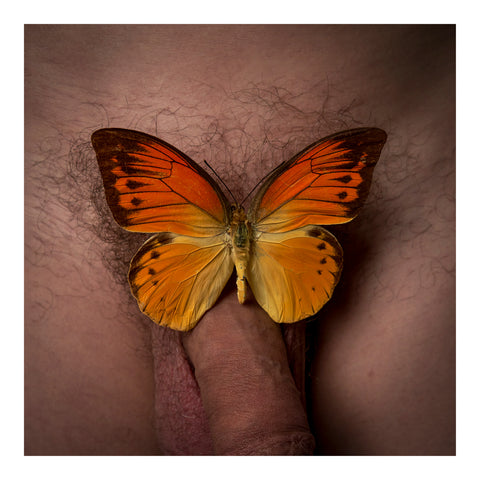 Papillon (1), 2024, Alexander Courtman