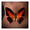 Papillon (2), 2024, Alexander Courtman