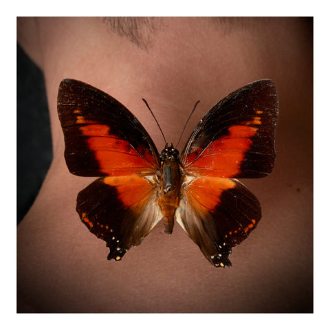 Papillon (2), 2024, Alexander Courtman